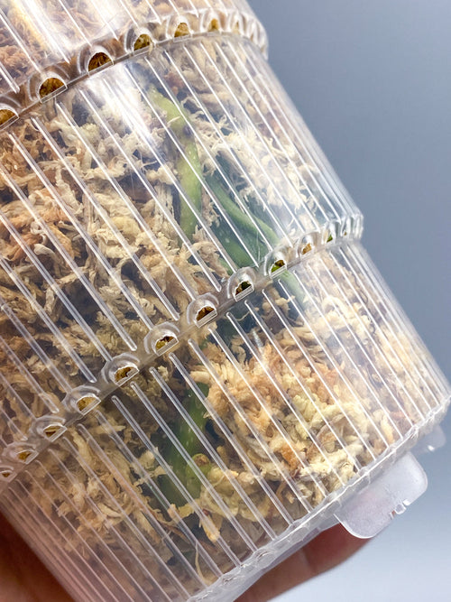 Clear Ultra Aerated Pots