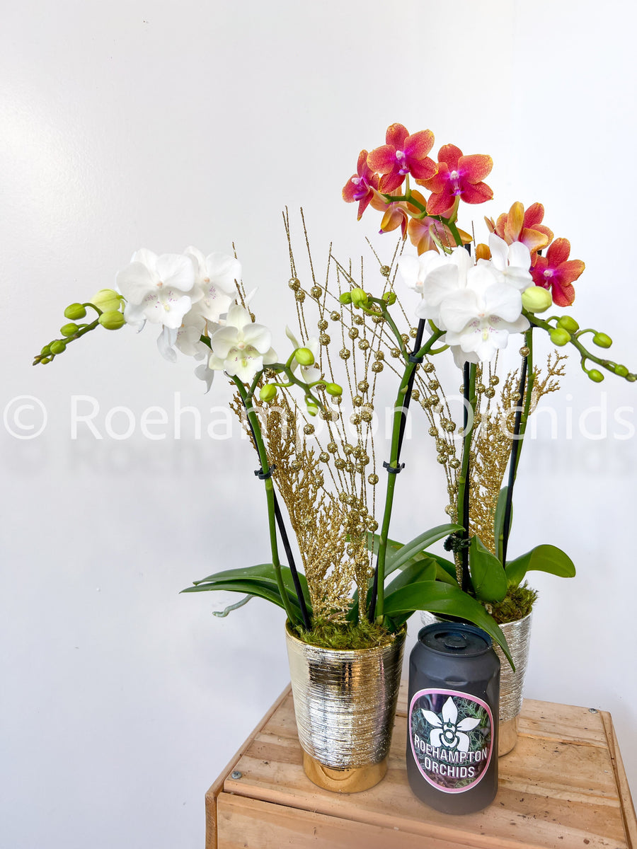 Roehampton Orchids