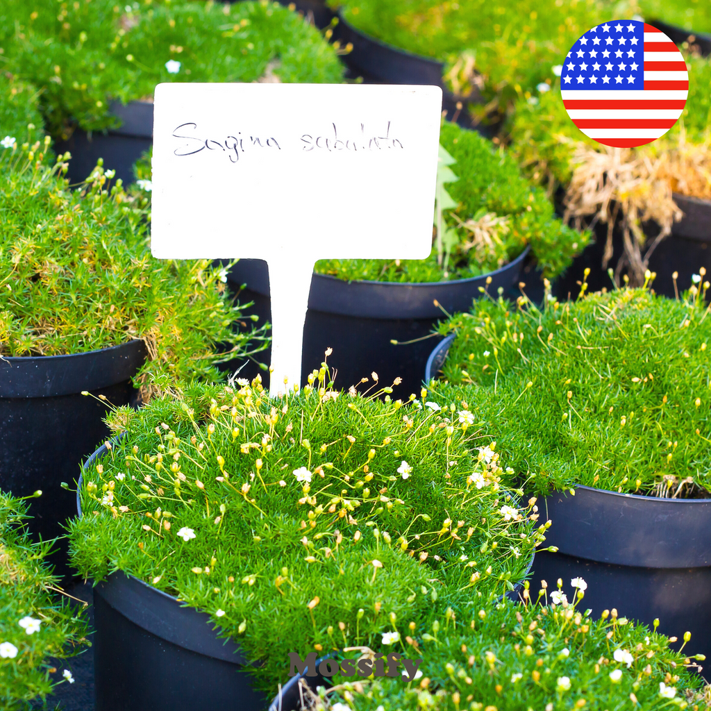 Premium Irish Moss Seeds - Sagina Subulata Seeds