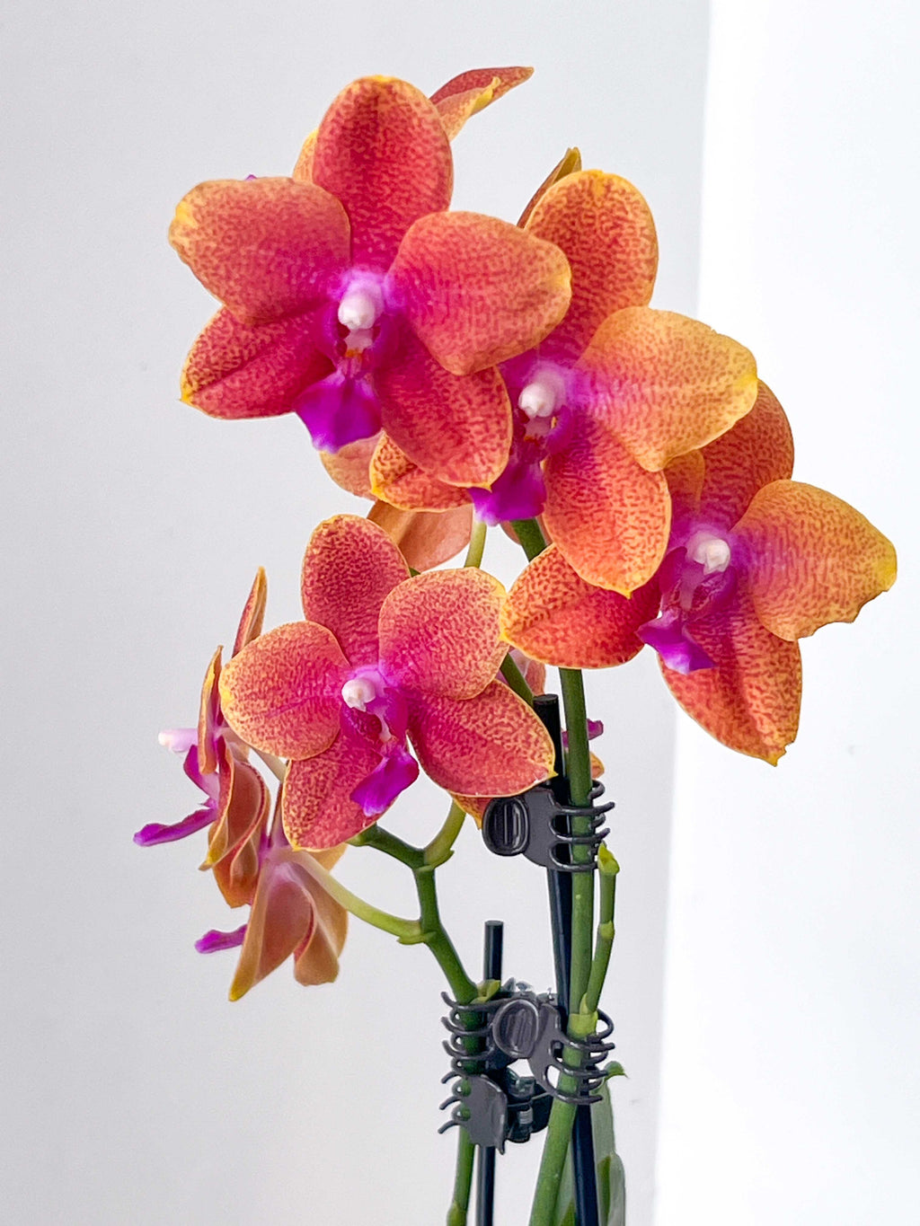 Best in Bloom - Compact Phalaenopsis with Pot