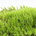 Mood Moss - Revita-Moss (Dicranum)