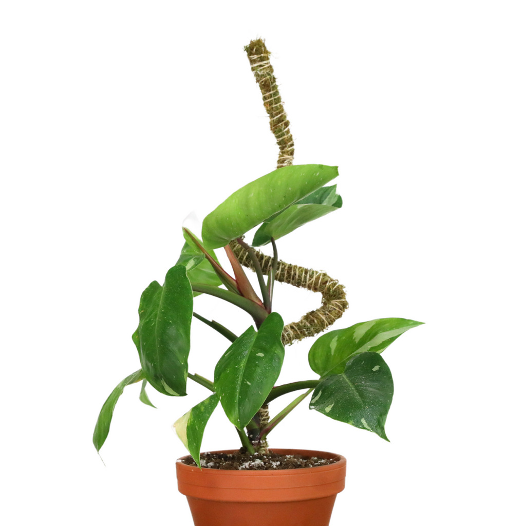 The Bendable Moss Pole™ THIN