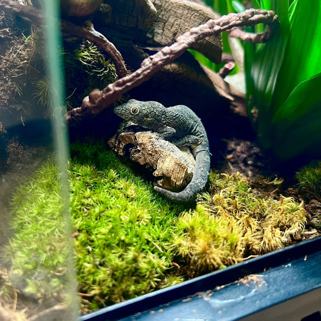 Mood Moss - Revita-Moss (Dicranum)