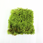 Mood Moss - Revita-Moss (Dicranum)