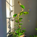 The Bendable Moss Pole™ THIN