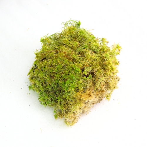 Natural Canadian Sphagnum Moss - Revita-Moss