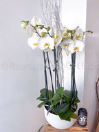 Classic Orchids Arrangement