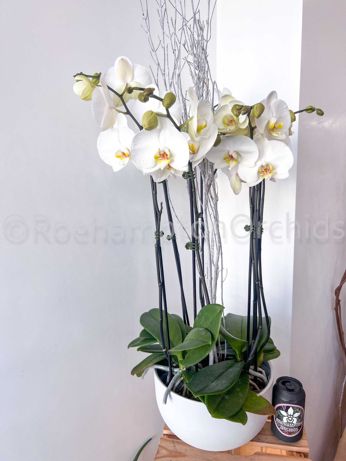 Classic Orchids Arrangement