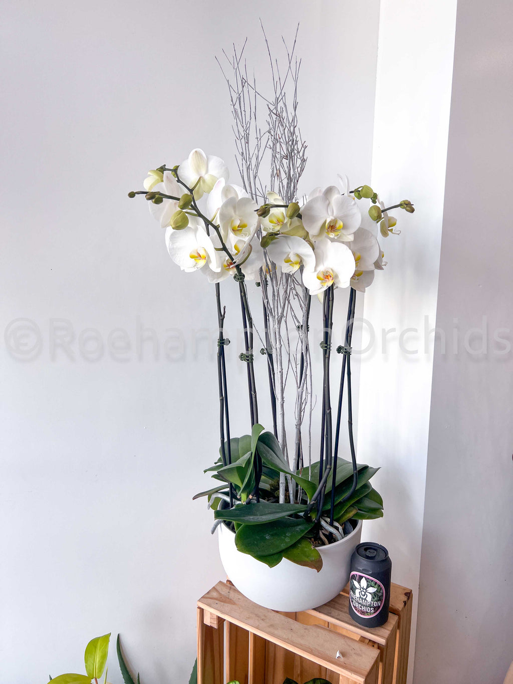 Classic Orchids Arrangement
