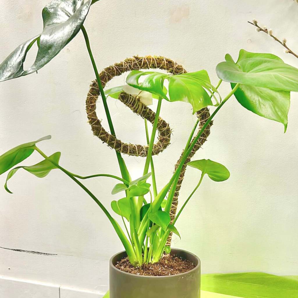The Bendable Moss Pole™ THIN