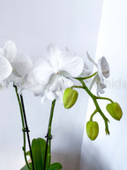 Best in Bloom - Compact Phalaenopsis with Pot