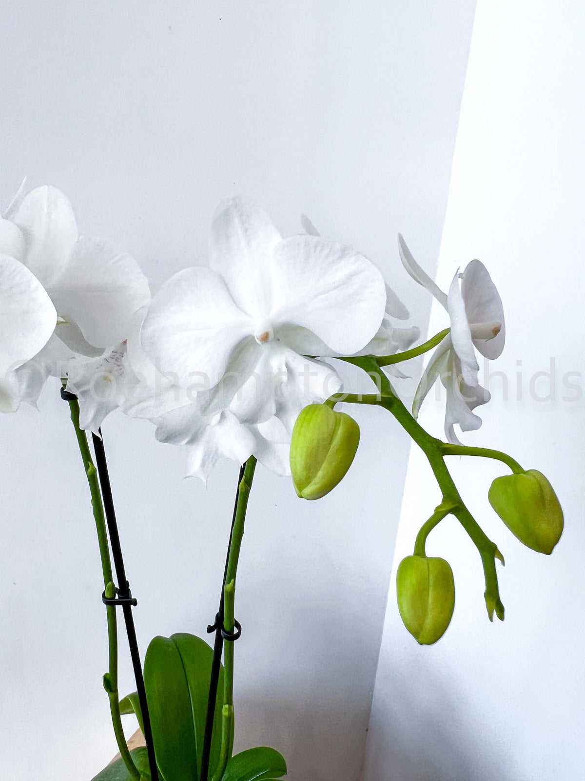 Best in Bloom - Compact Phalaenopsis with Pot