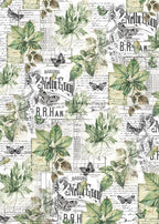 Vellum Cabinet Of Curiosities Paper Patterns A4 6/Pkg