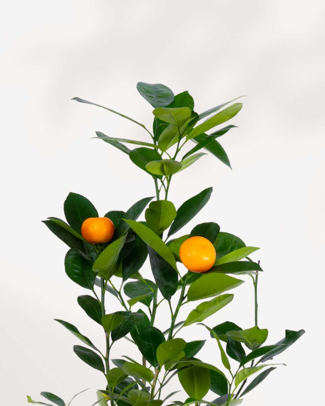 Citrus, Calamondin Orange