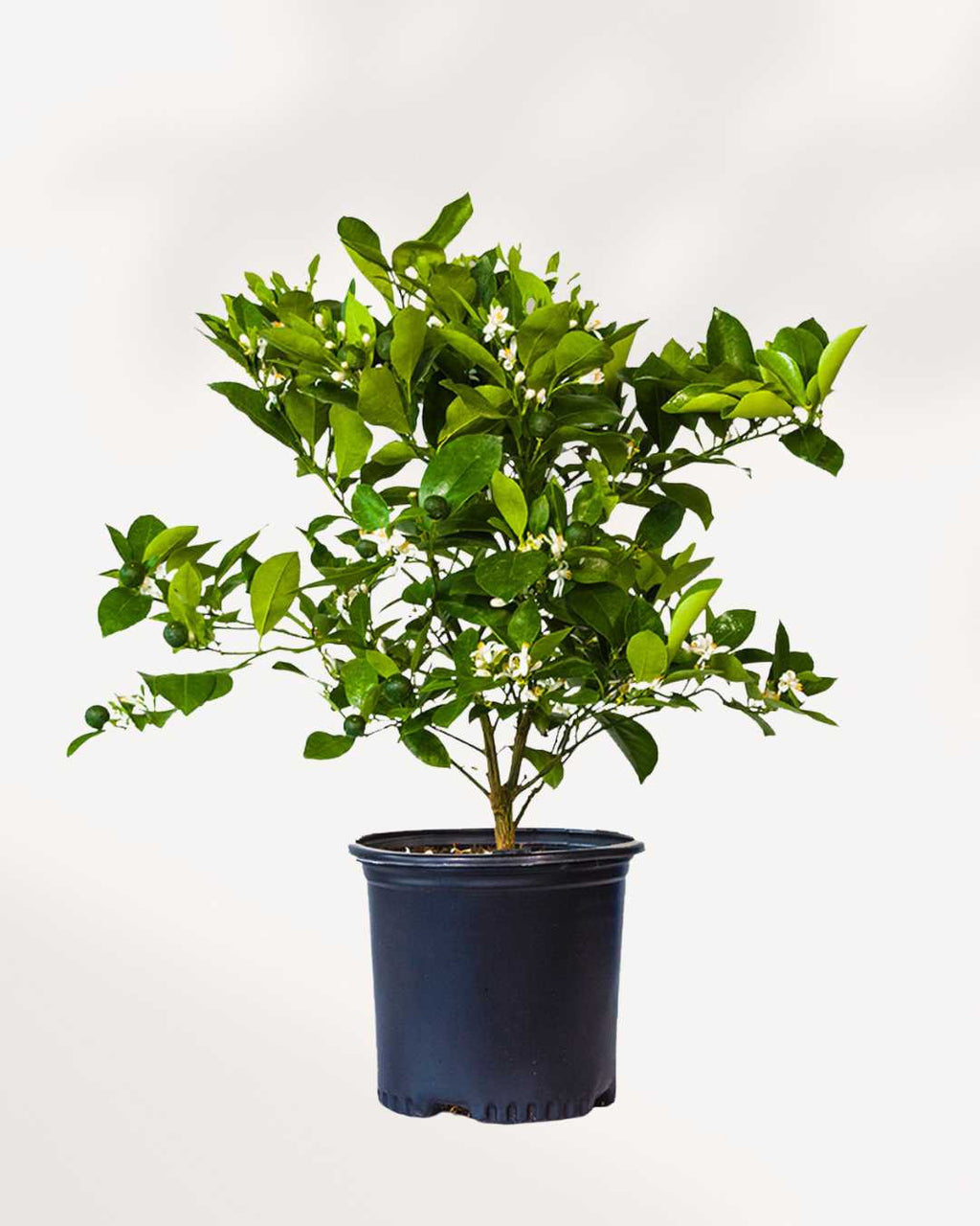 Citrus, Calamondin Orange