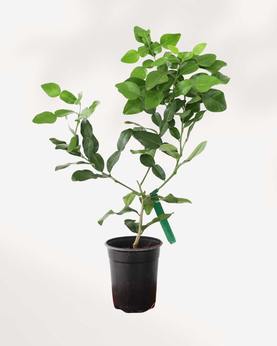 Citrus Kaffir Lime Tree