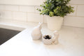 Bunny Cup (set of 2)