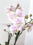 Best in Bloom - Compact Phalaenopsis with Pot