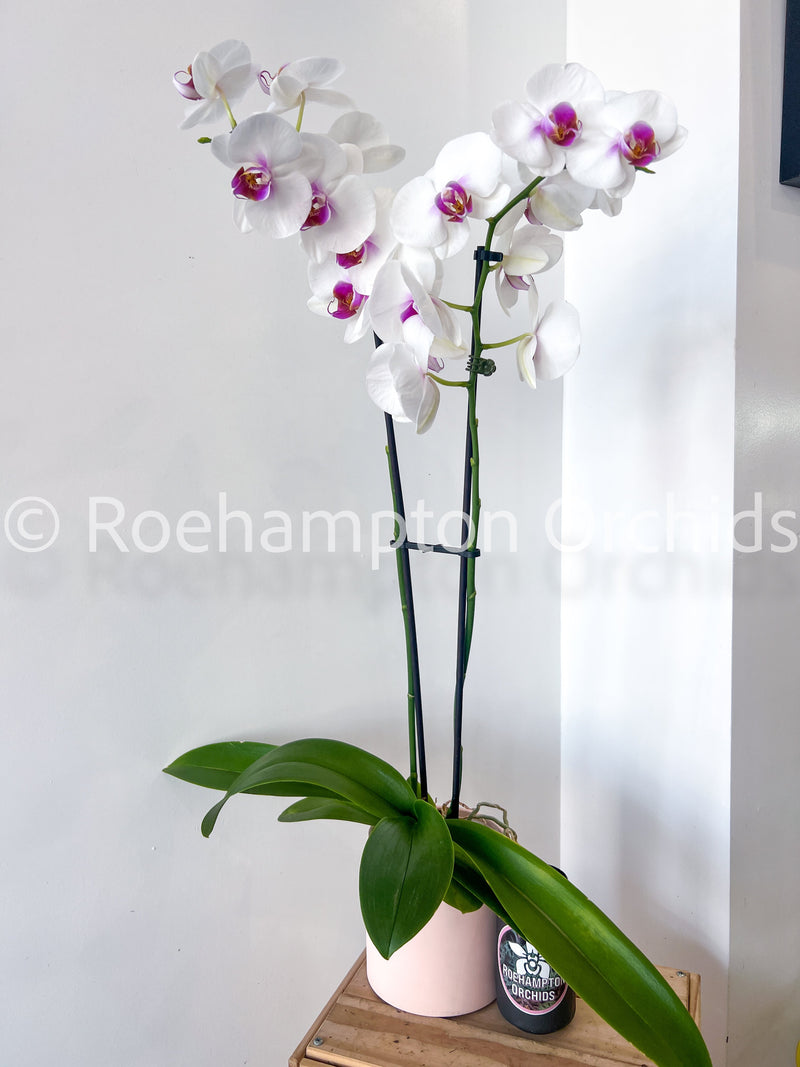 Best in Bloom - Large Double Spike Phalaenopsis with Pot