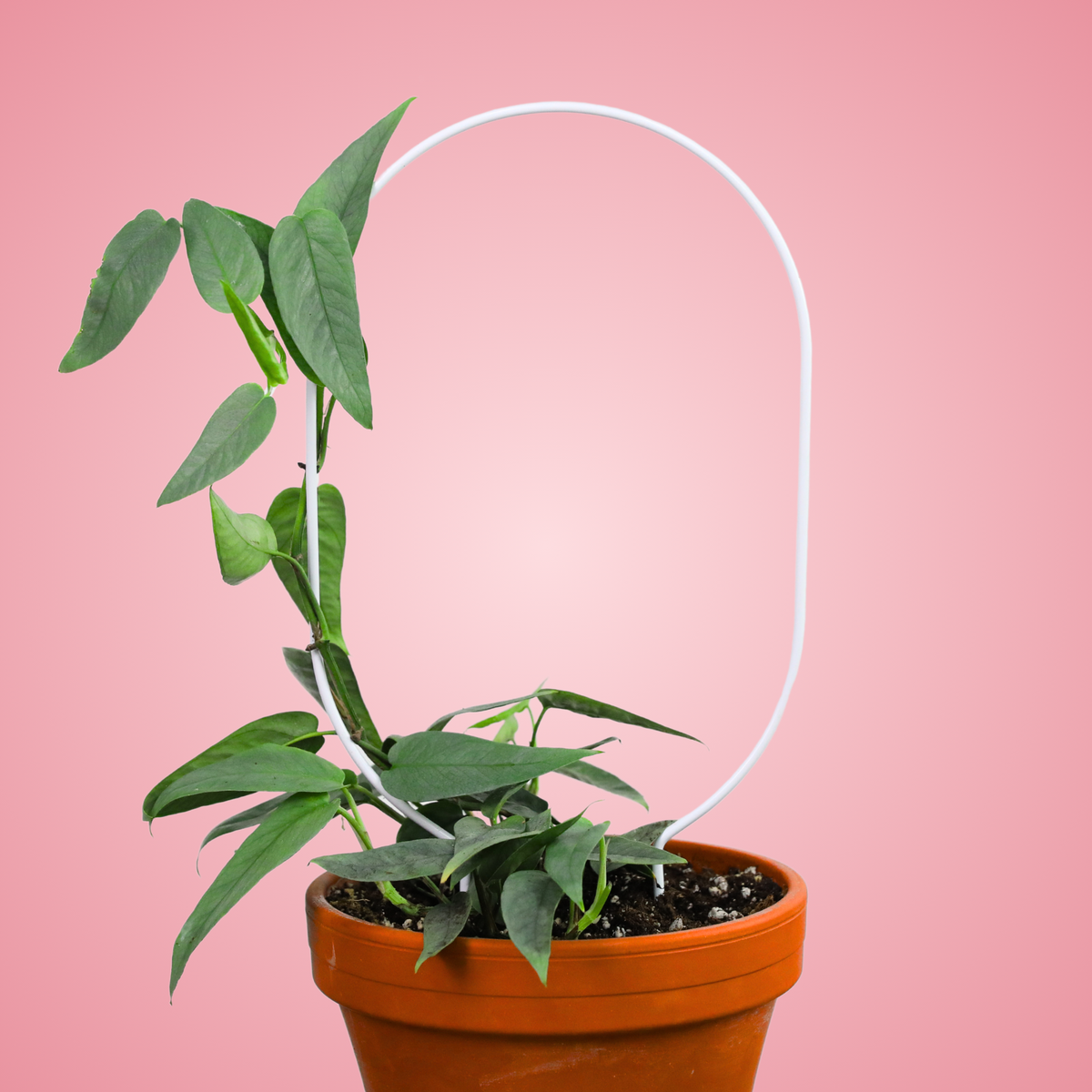 "Oval" Metal Trellis