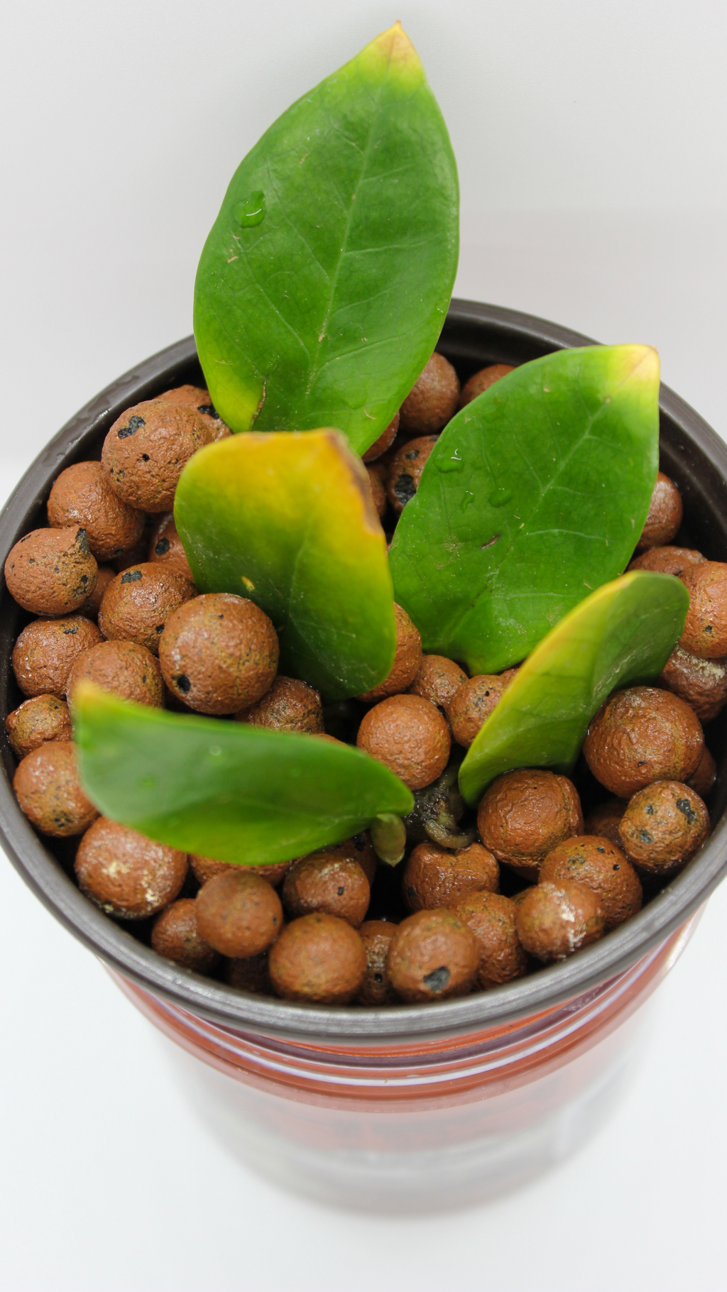 LECA (Clay balls) Large