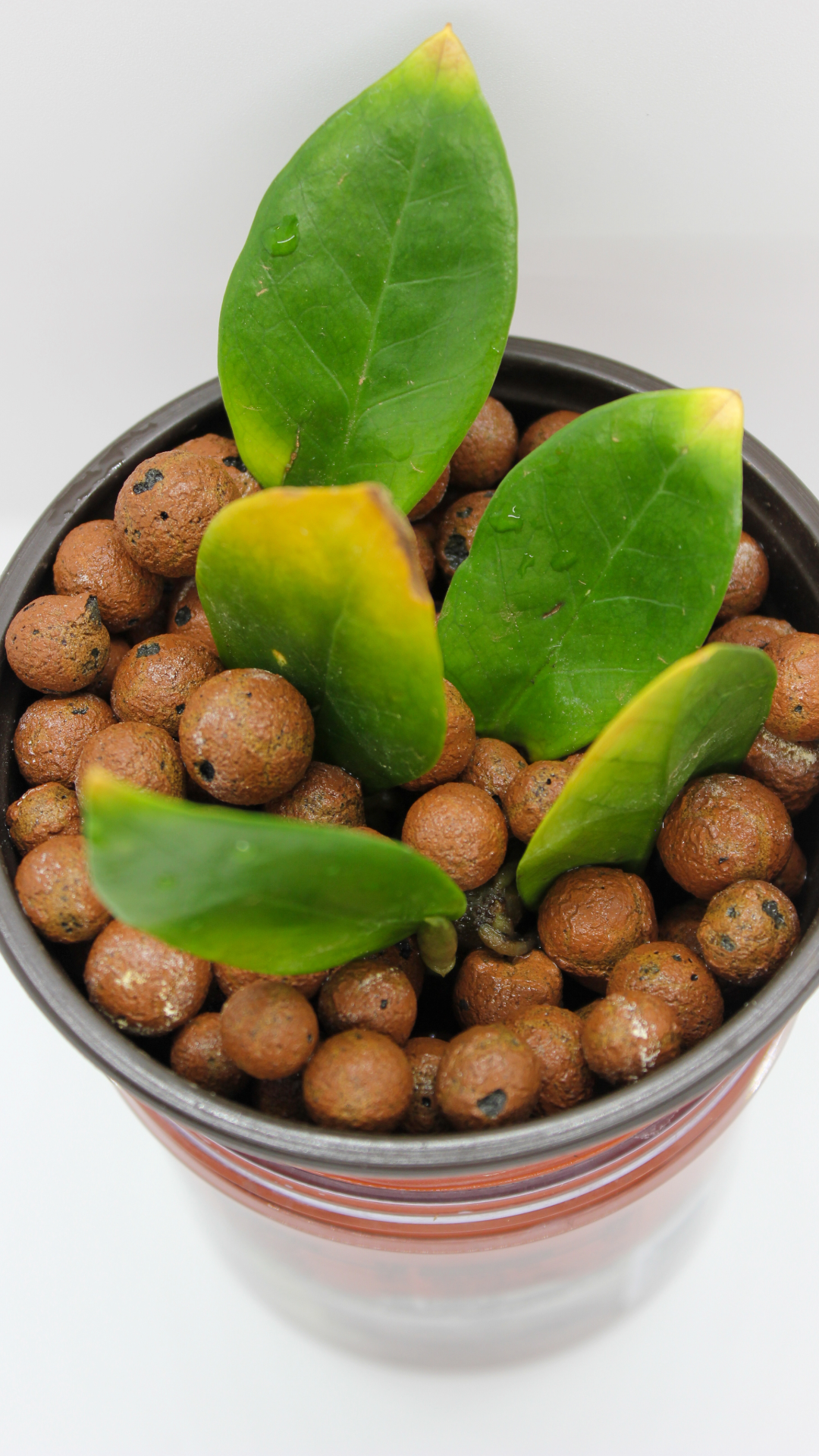 LECA (Clay balls) Large