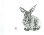 Rabbit -  Greeting Card