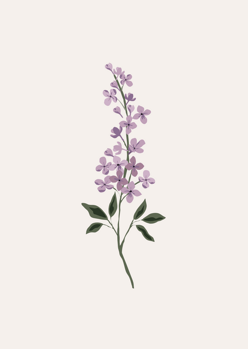 Lilas Flower Art Print