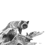Silver fox - Greeting Card